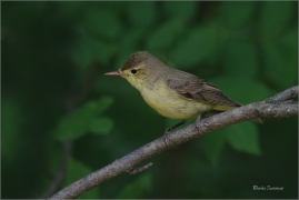 <p>SEDMIHLÁSEK HAJNÍ (Hippolais icterina) - jižní Morava ---- /Icterine warbler - Gelbspötter/</p>
